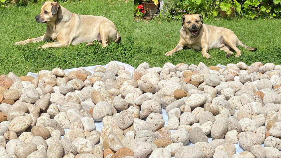 piedra pómez para tus perritos